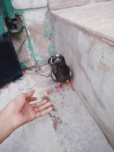 baziwala pigeon black eyes black pigeon