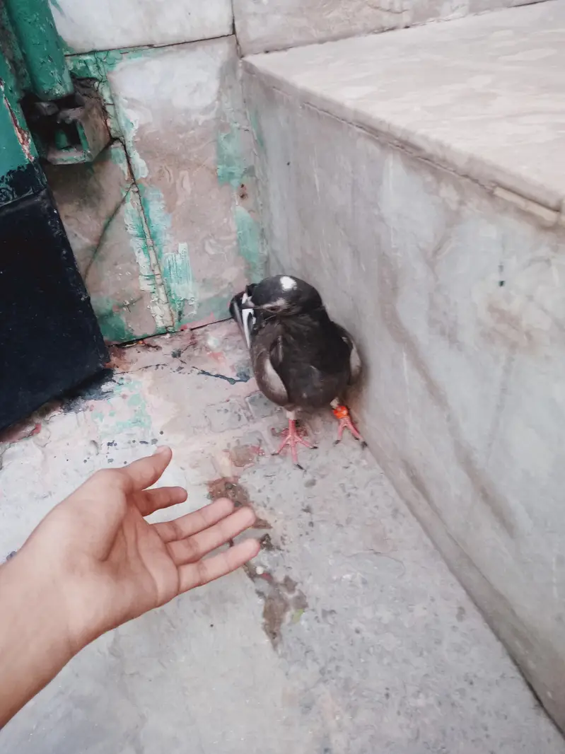 baziwala pigeon black eyes black pigeon — photo 2