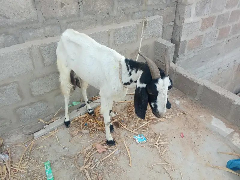 1 male 2 female — photo 3
