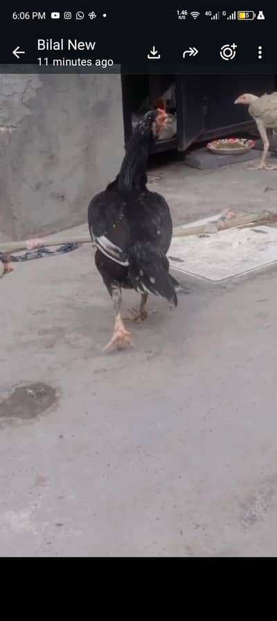 Aseel lasani Hen Female Breeder