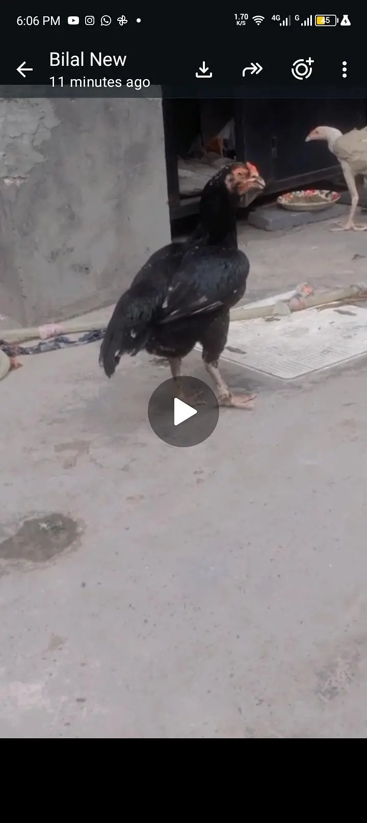 Aseel lasani Hen Female Breeder — photo 2