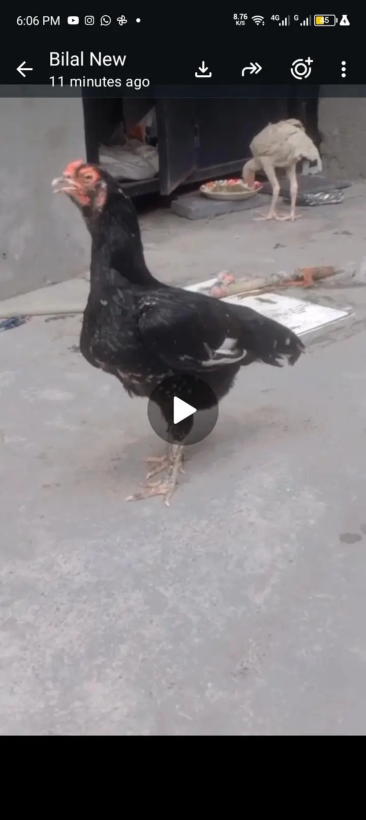 Aseel lasani Hen Female Breeder — photo 3