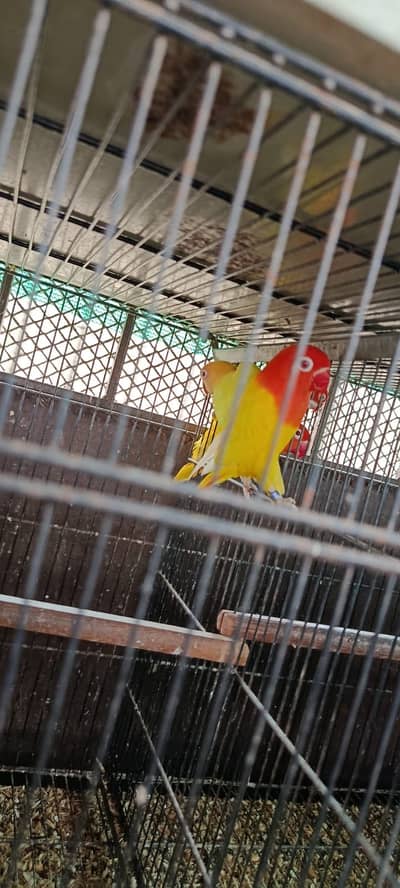 Full breeder pair ARGENT SALE