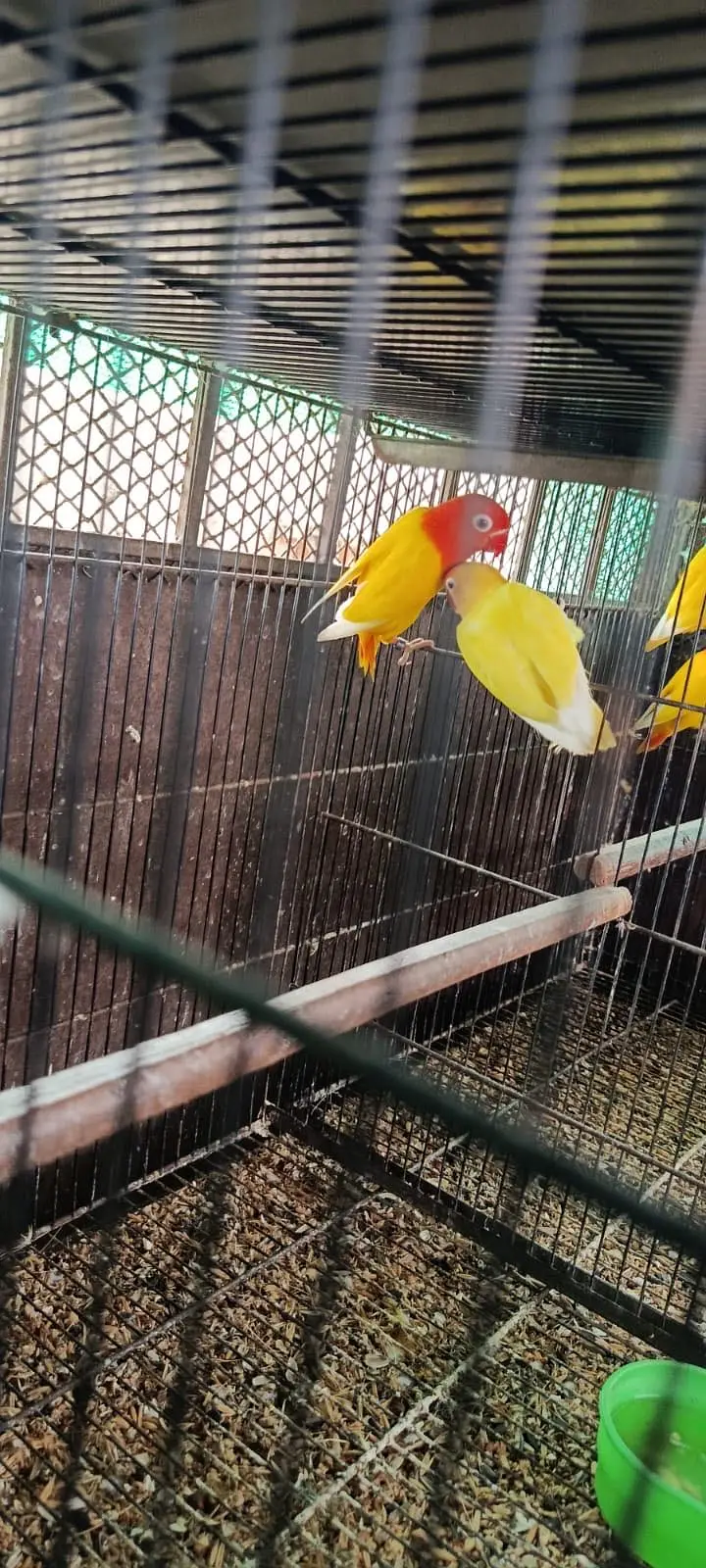 Full breeder pair ARGENT SALE — photo 2