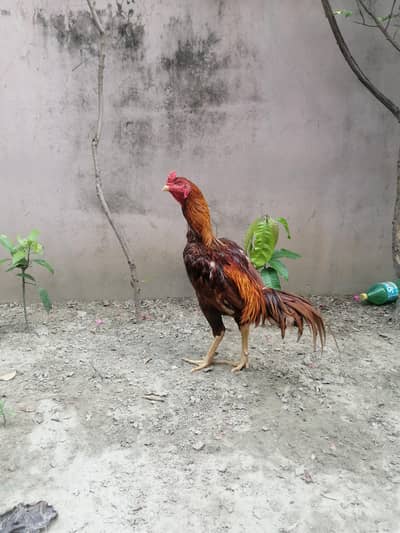 aseel murga Thai coss