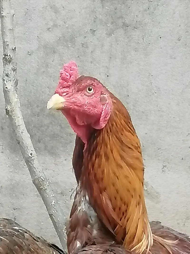 aseel murga Thai coss — photo 5