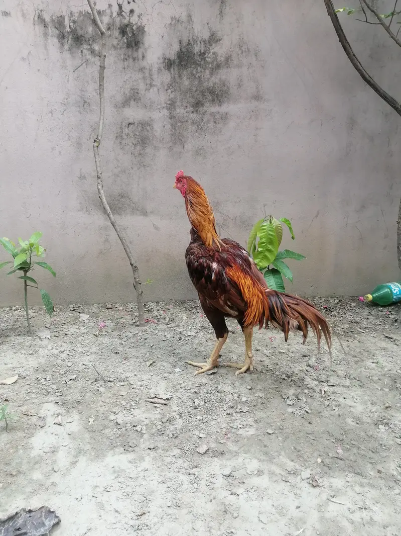 aseel murga Thai coss — photo 6