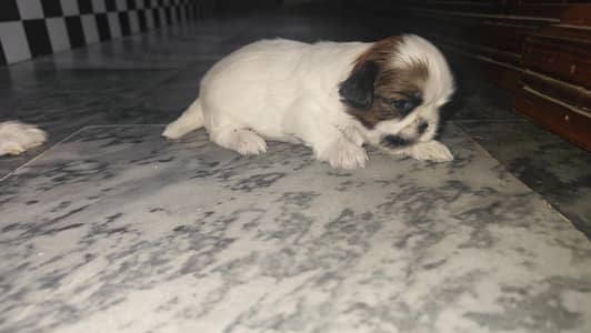 Shitzu Female puppy from Pedigree and microchiped parents