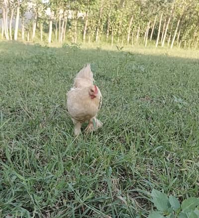 Golden heavy buff breeder pair for sale