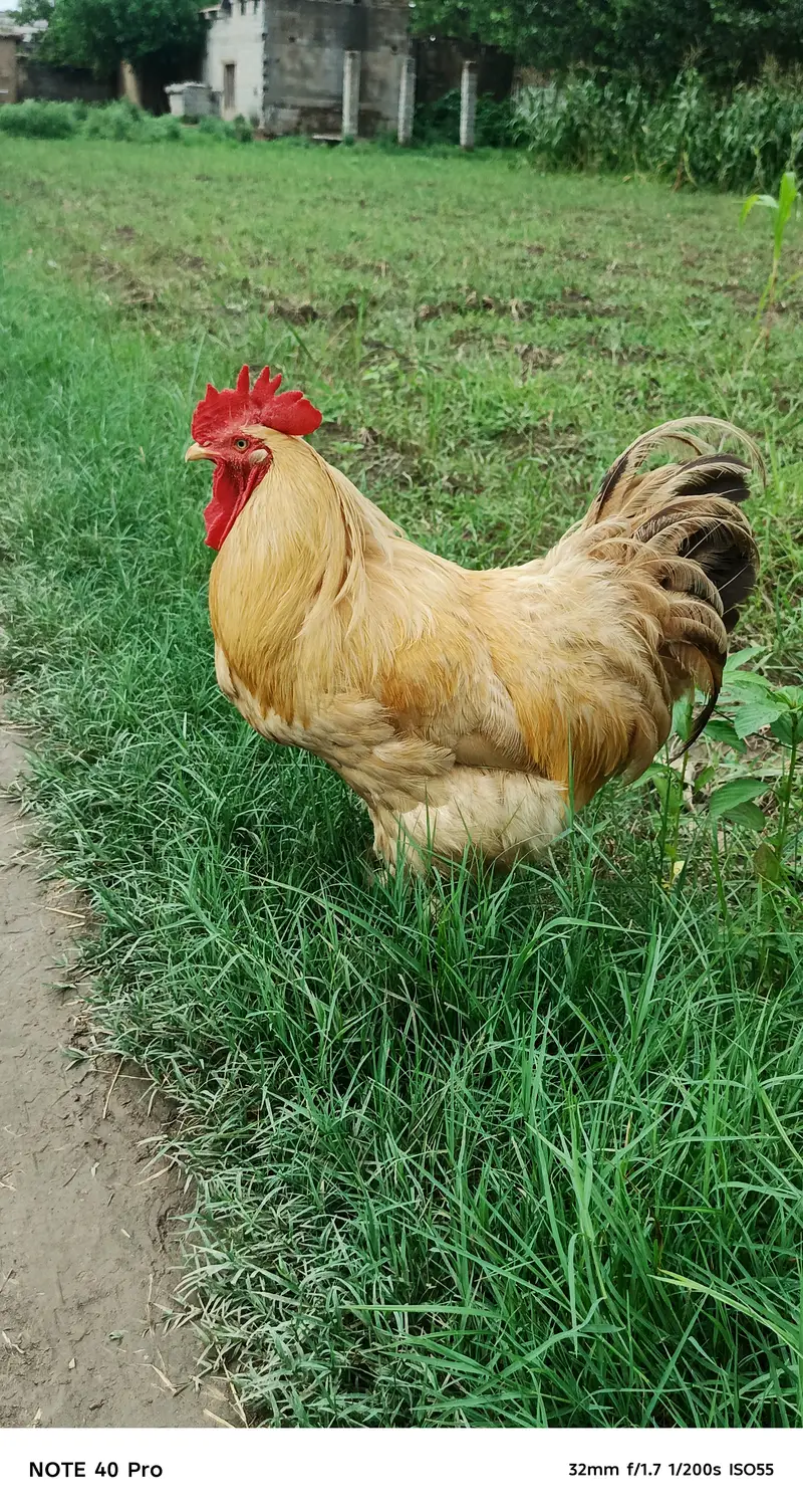 Golden heavy buff breeder pair for sale — photo 2