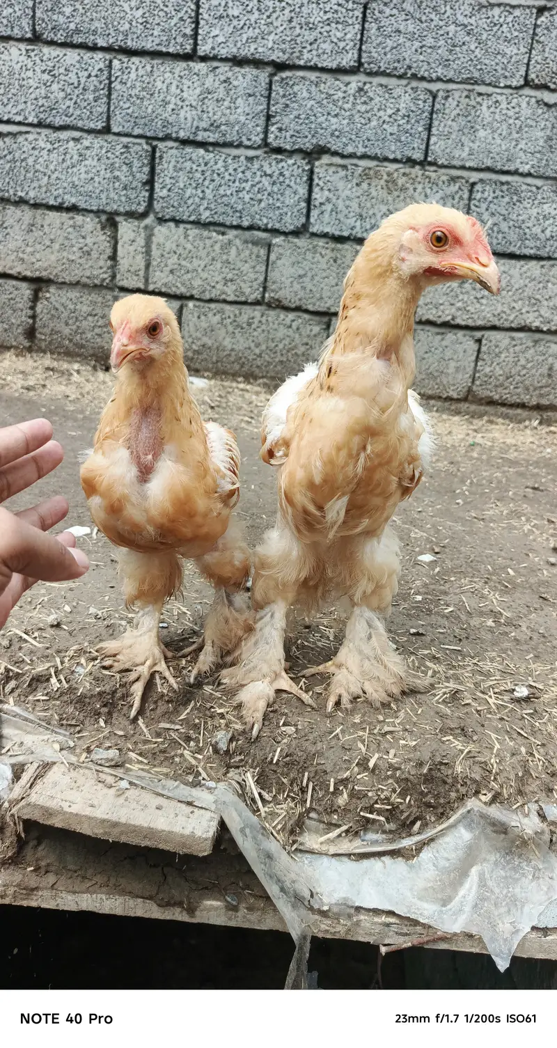 Golden heavy buff breeder pair for sale — photo 3
