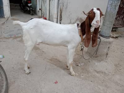 4 dant pat ready to 1st breed