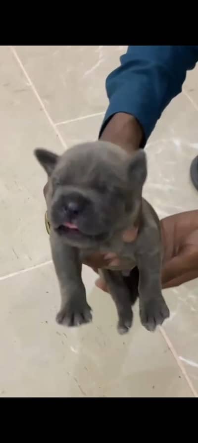pitbull puppies