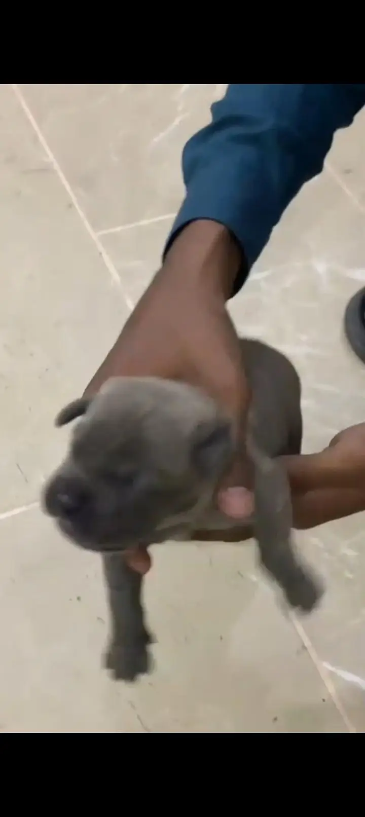 pitbull puppies — photo 2