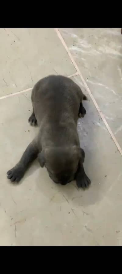 pitbull puppies