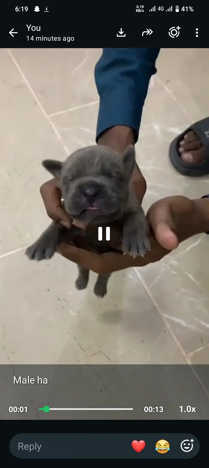pitbull puppies — photo 4