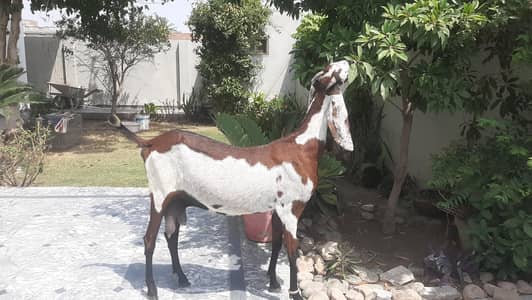 Amratsari Beetal Goat