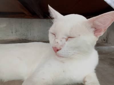 Cat with beautiful white colour with gender male.
