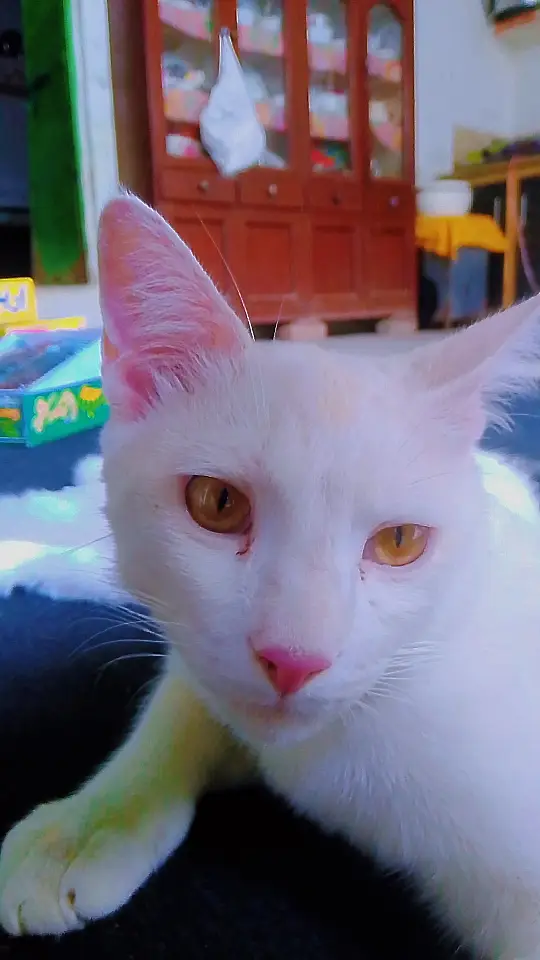 Cat with beautiful white colour with gender male. — photo 2