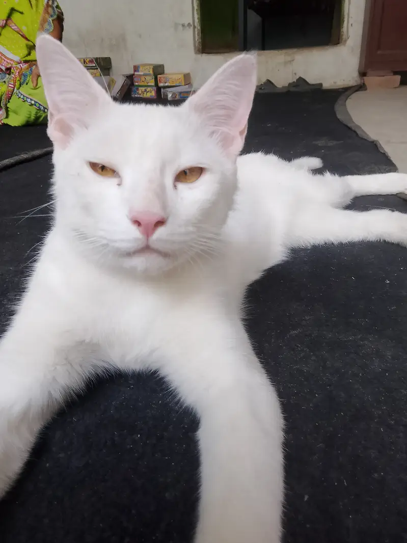 Cat with beautiful white colour with gender male. — photo 3