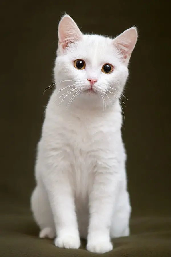 Cat with beautiful white colour with gender male. — photo 4