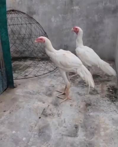 paper white shamo and other