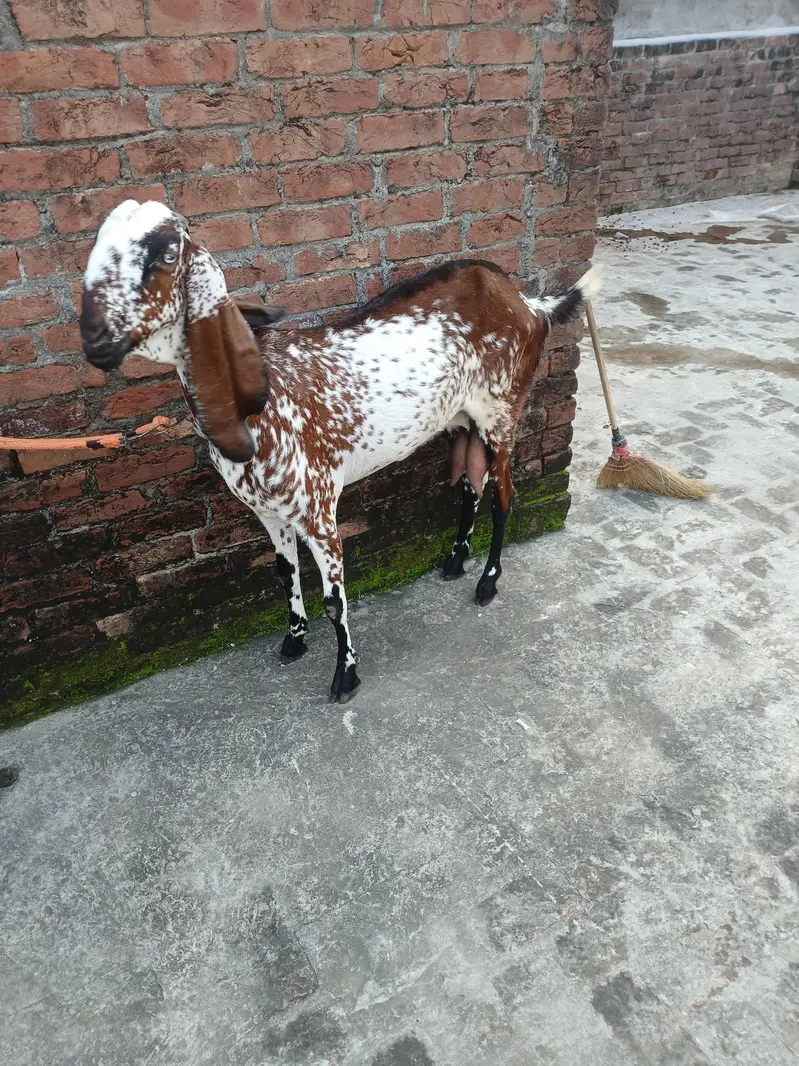 Goat. — photo 2