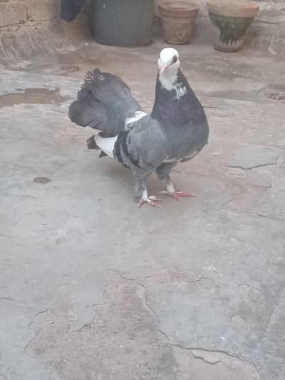 Lucky kabotar