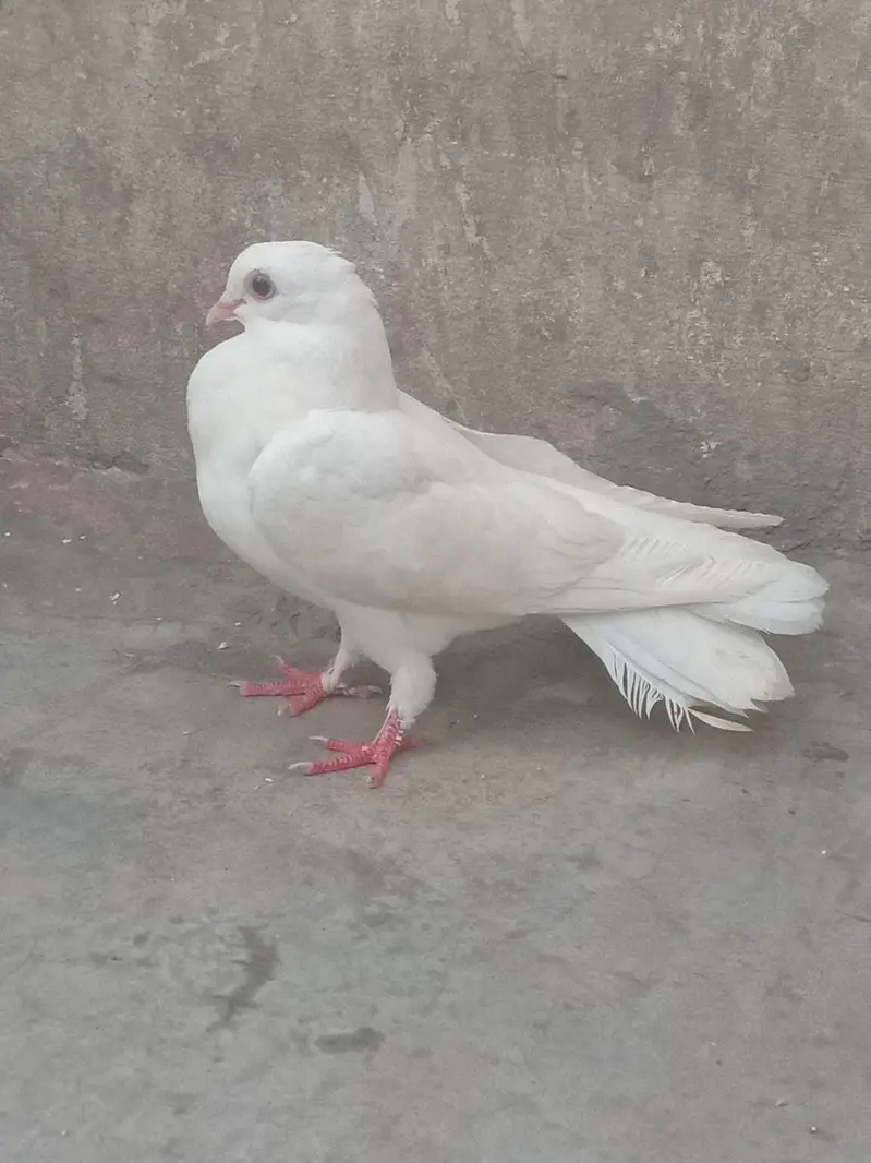 Lucky kabotar — photo 3