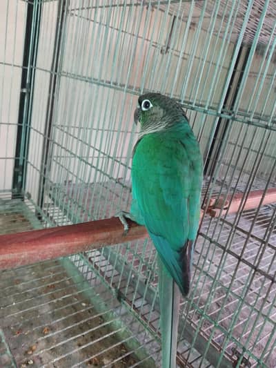 blue turquoise/torquoise  adult conure male available