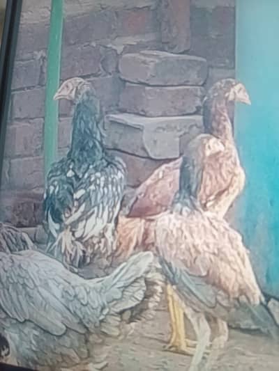 mianwali Lasani sindi burmi mix breed