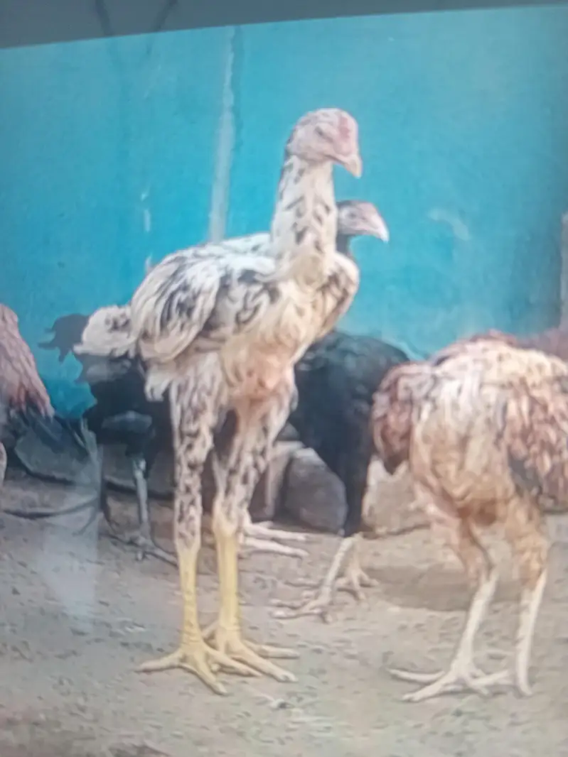 mianwali Lasani sindi burmi mix breed — photo 2