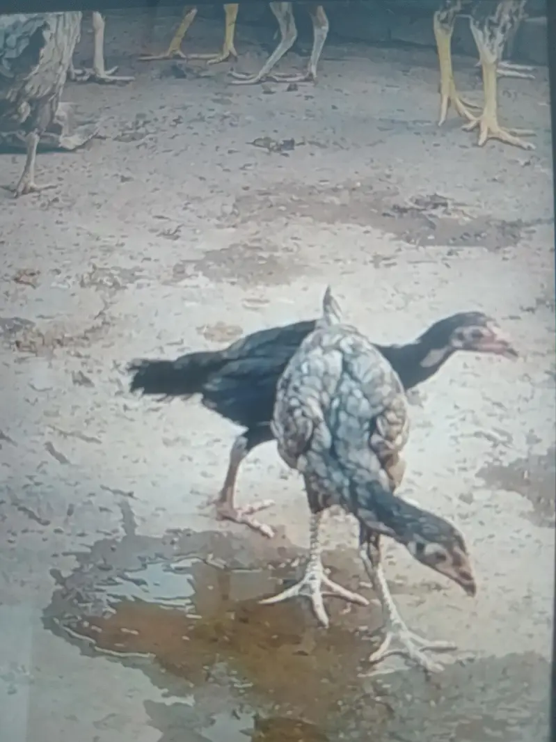 mianwali Lasani sindi burmi mix breed — photo 3