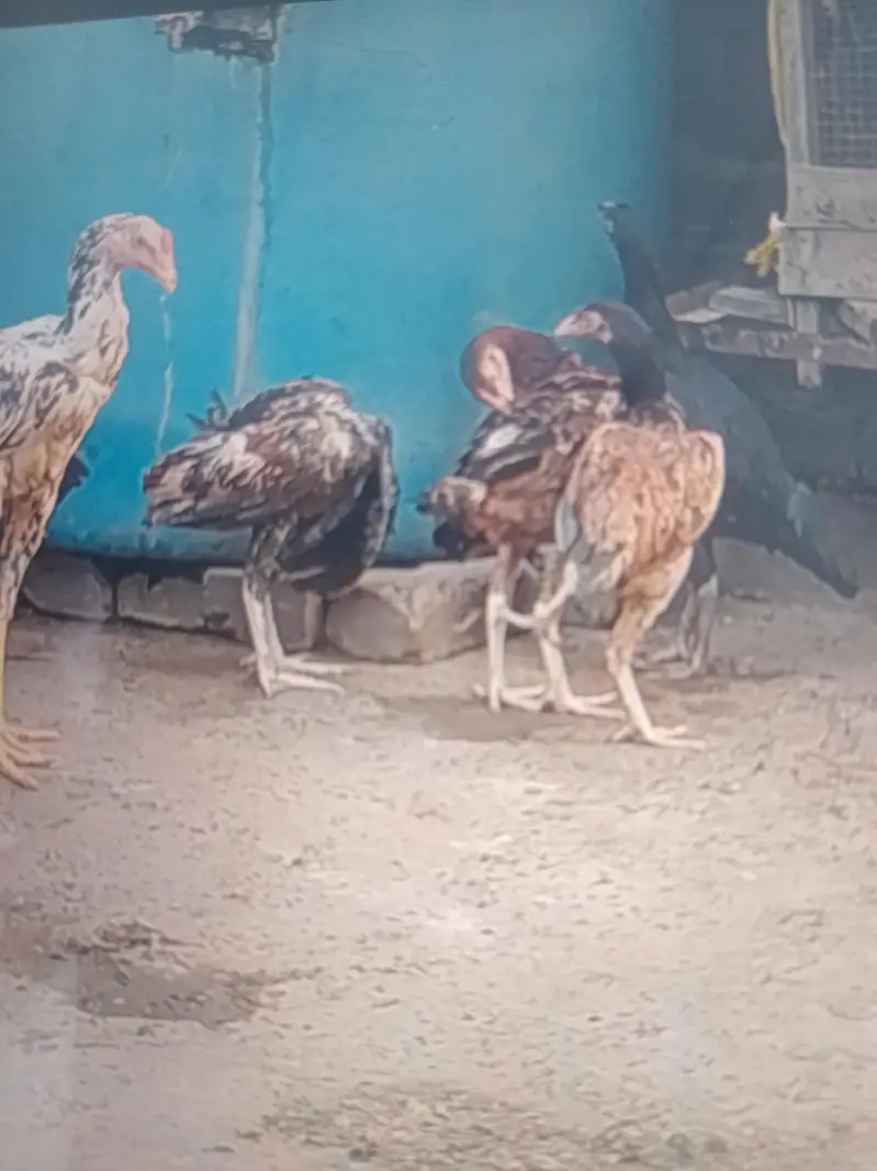 mianwali Lasani sindi burmi mix breed — photo 4