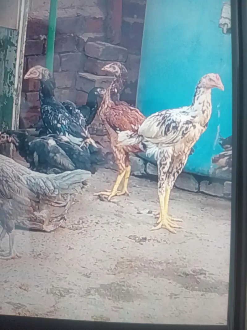 mianwali Lasani sindi burmi mix breed — photo 5