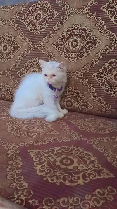 persion female kitten punch face white