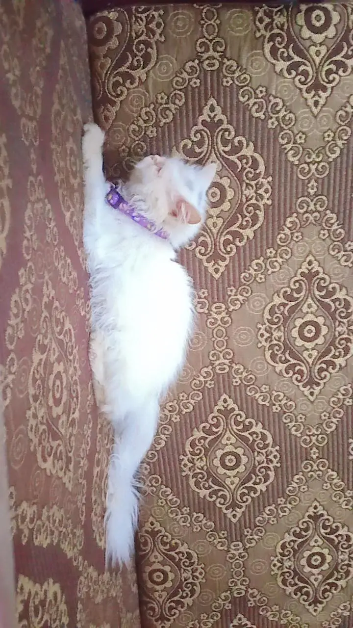persion female kitten punch face white — photo 2