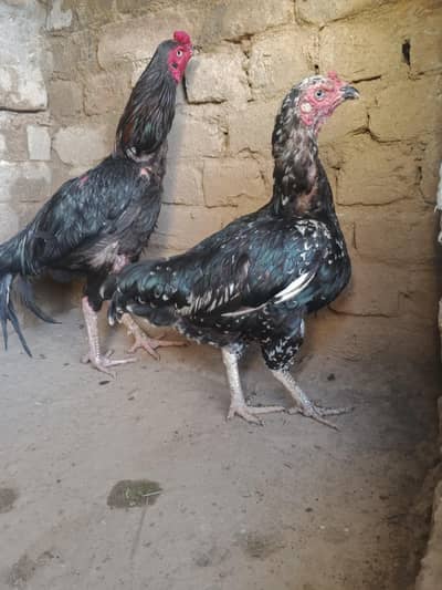 mushka pair or kali cheeni madi whtsap 03196945520