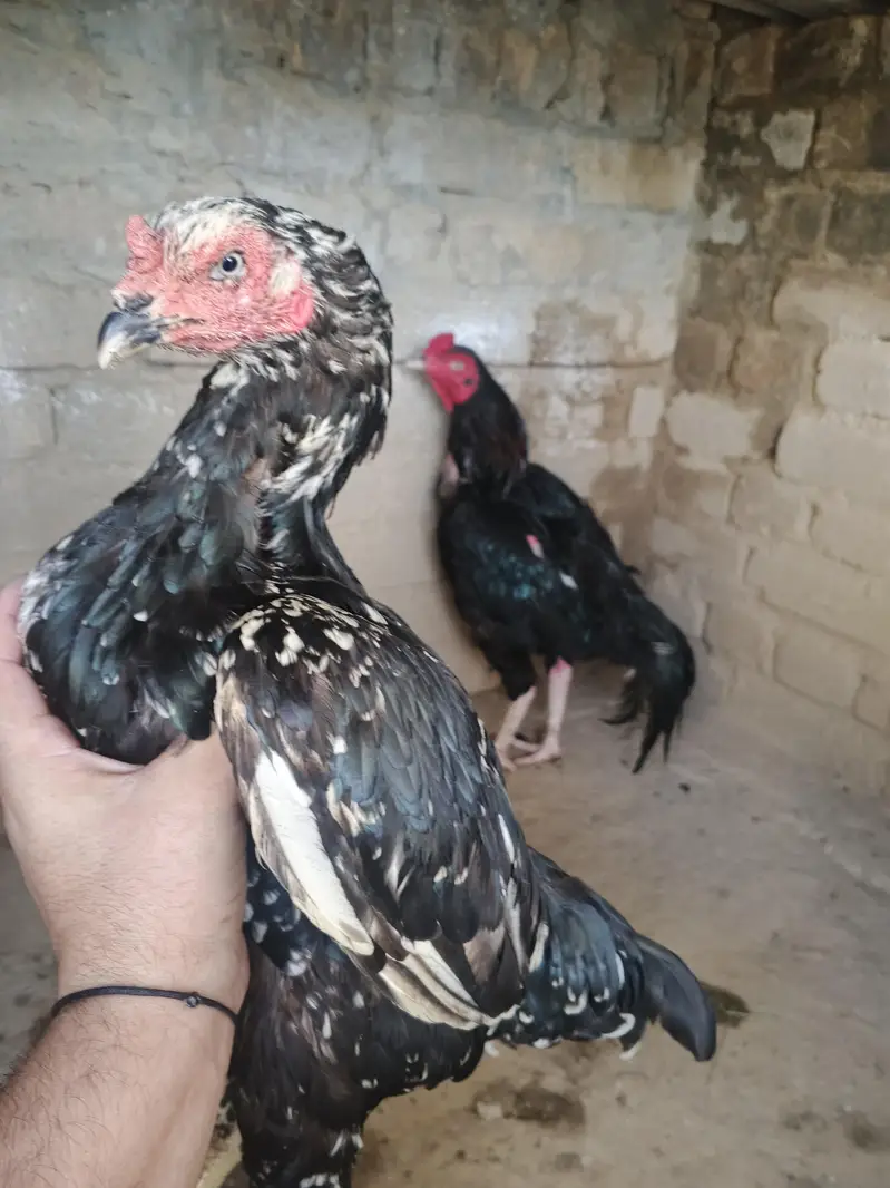 mushka pair or kali cheeni madi whtsap 03196945520 — photo 2