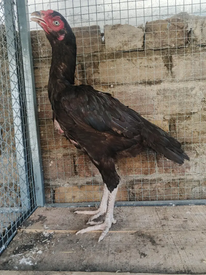 mushka pair or kali cheeni madi whtsap 03196945520 — photo 4