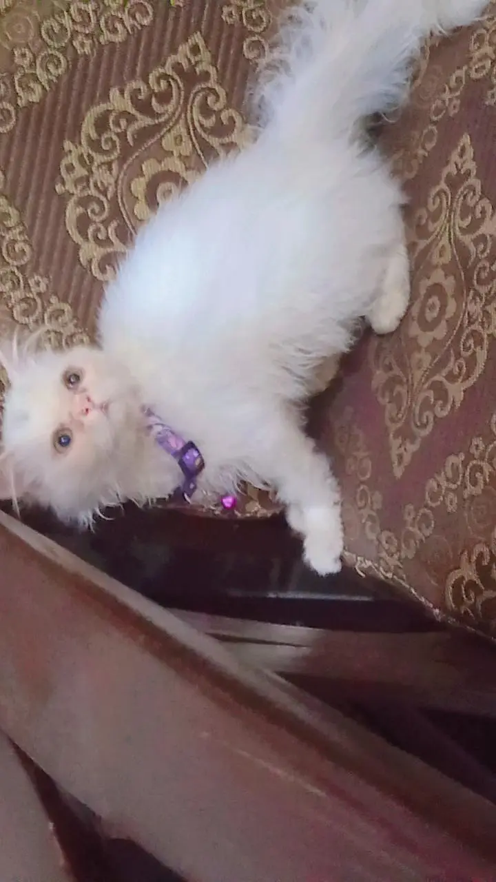 persion female kitten punch face white — photo 3