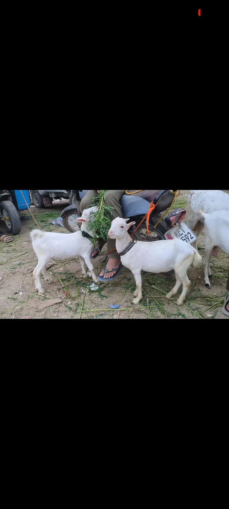 teddy Bakra age 5 month contact 03373123229 — photo 2