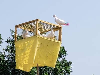 low flying kabotar