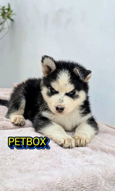 SIBERIAN HUSKY PUPPIES