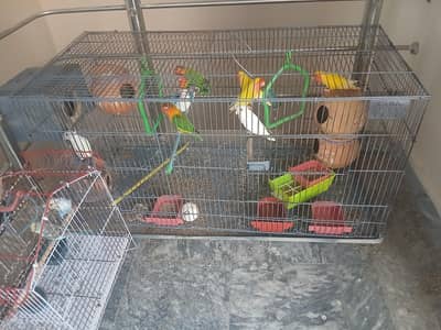 love birds  for sale total 13 pcs with cage