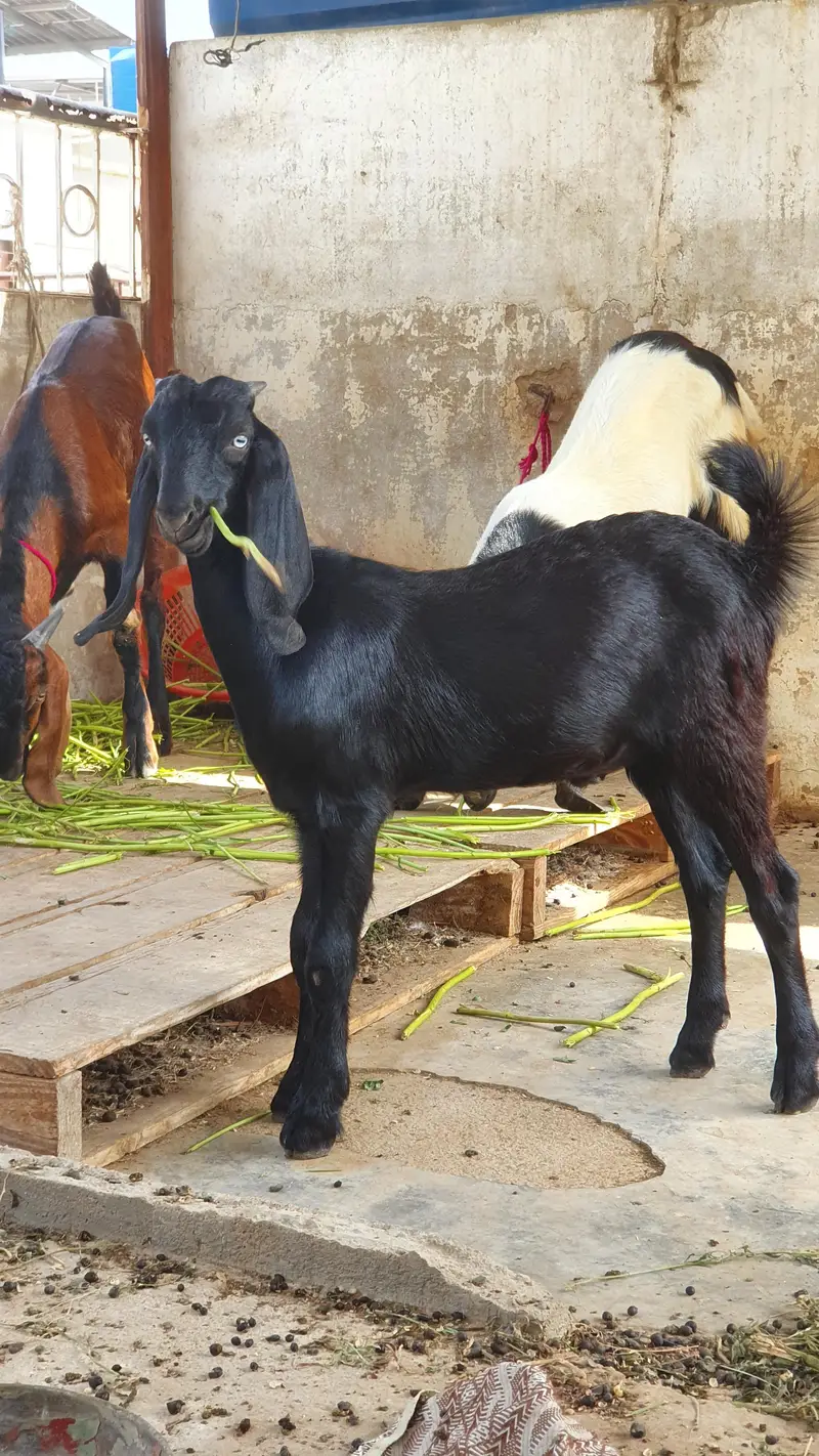 nagra beetal goat | bissar tapra | beetal kid — photo 7