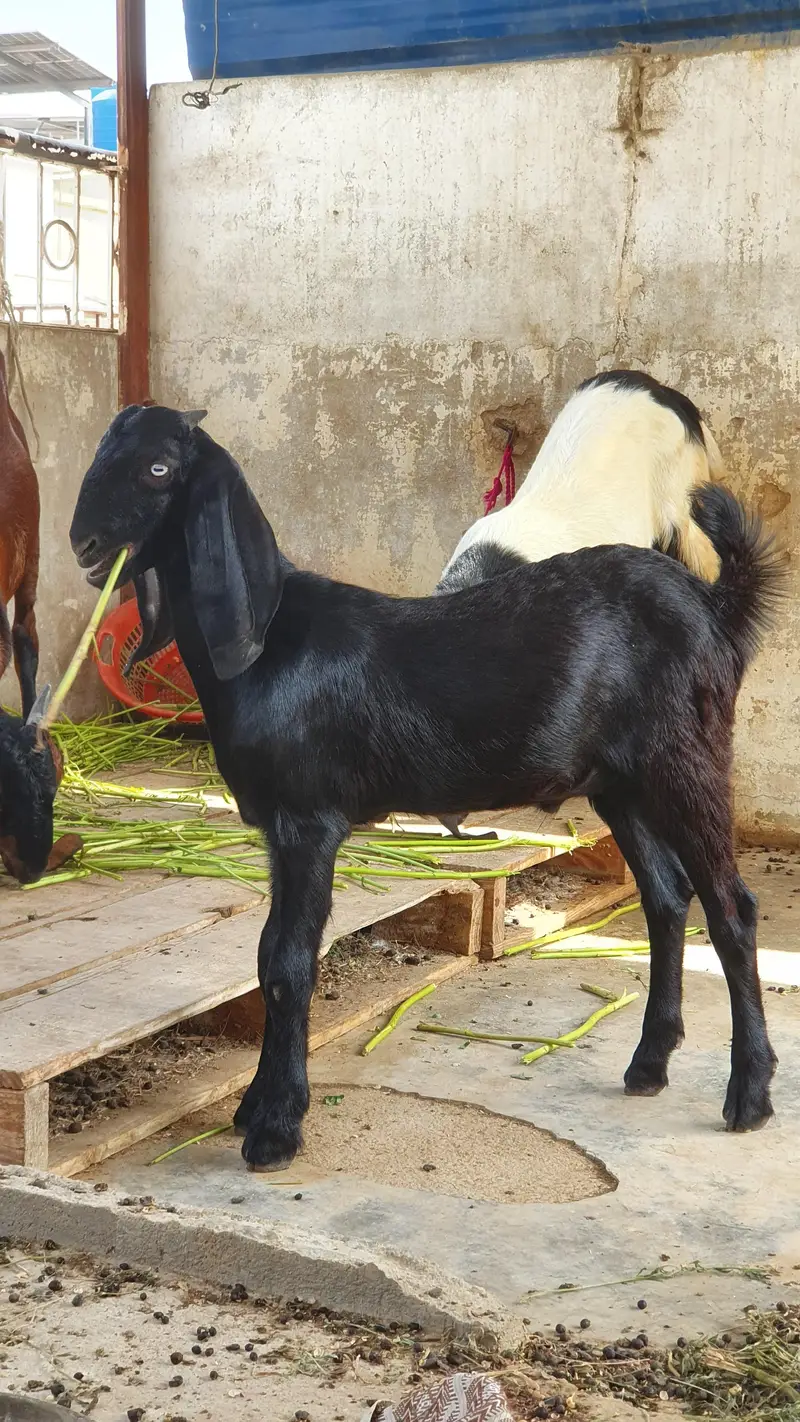 nagra beetal goat | bissar tapra | beetal kid — photo 8