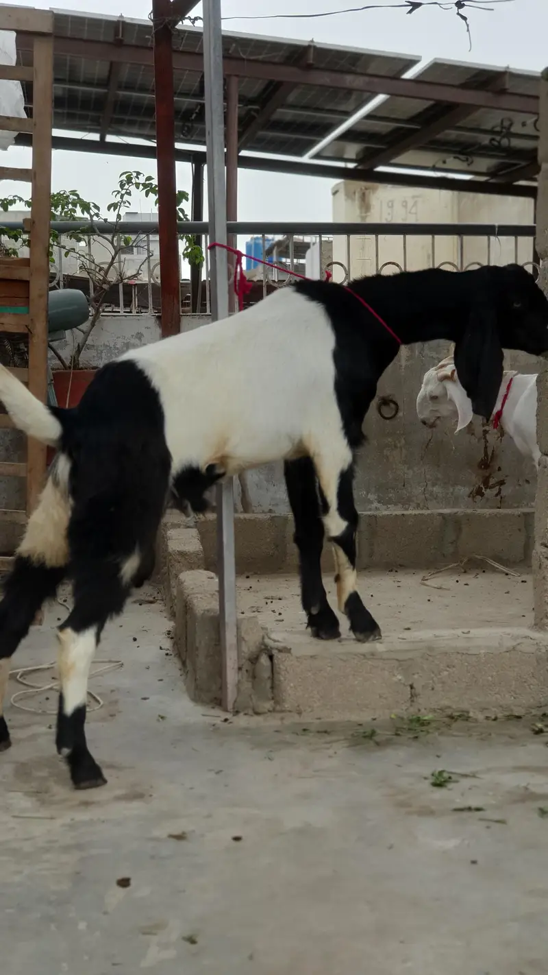nagra beetal goat | bissar tapra | beetal kid — photo 10