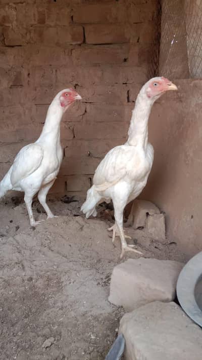 2 female 1 male