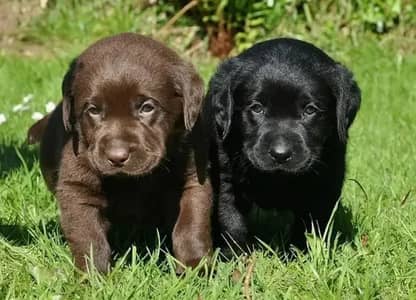 Labrador retriever puppies 0330/540611/five
